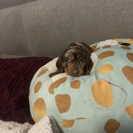 Dachshund Puppies from SoCal Mini Dachshunds