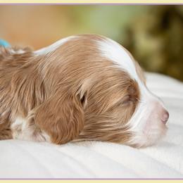 Boy 2 - male Cockapoo puppy in Connersville, Indiana from Deaz Doodle Ranch