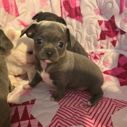 Reeko - Silver and white male Chihuahua puppy in Amity, Pennsylvania from Baxters Chihuahuas
