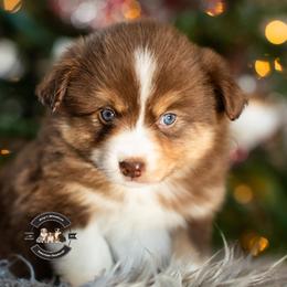 Daphne - Red tri-color female Miniature American Shepherd puppy in Tonopah, Arizona from King's Miniature American Shepherds