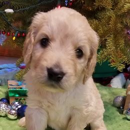 Bernedoodle, Goldendoodle, and Poodle Puppies from Granton Creek