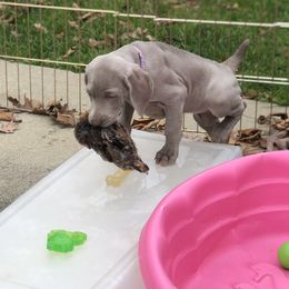 Weimaraner Puppies from Zauberhaft Weimaraners