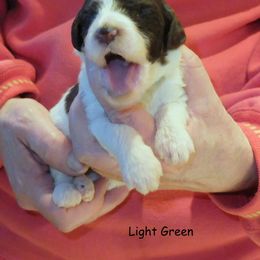 Poodle Puppies from Furball Forest Poodles