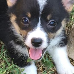 Pembroke Welsh Corgi Puppies from L Bar S Corgis