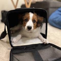 Nederlandse Kooikerhondje Puppies from Blazing Kooikerhondjes