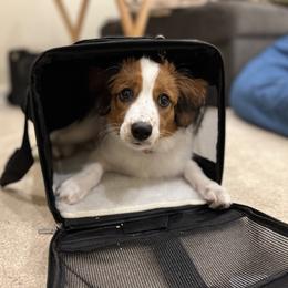 Nederlandse Kooikerhondje Puppies from Blazing Kooikerhondjes
