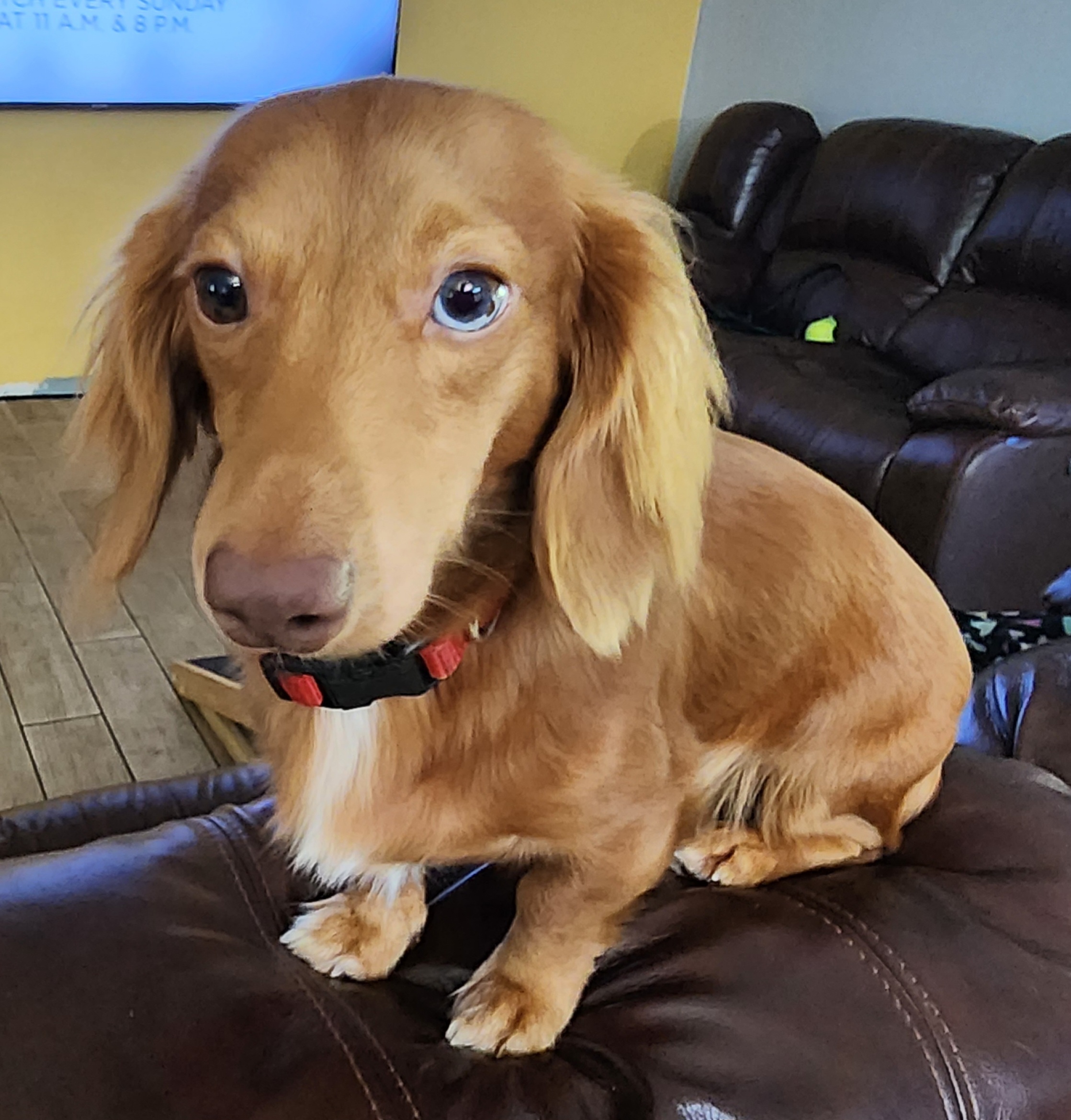 Maverick - Dachshund