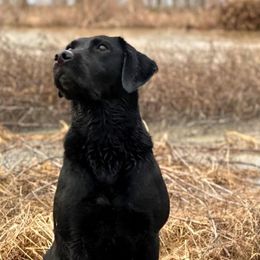 Labrador Retrievers from Blackacre Retrievers