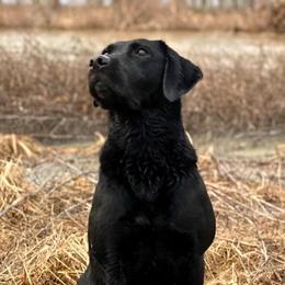 Labrador Retrievers from Blackacre Retrievers