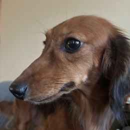 Fifi - Dachshund