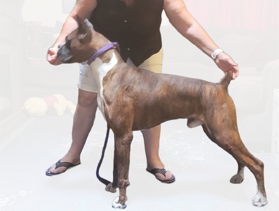 Rasco - Boxer