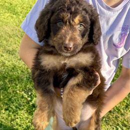 Keebler - Red tri-color male Aussiedoodle puppy in Heber City, Utah from Junipersdoodles