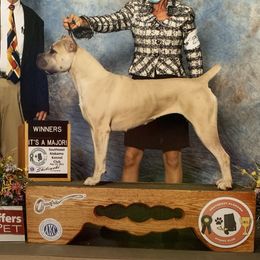 Mae - Cane Corso