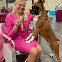Jasper - Boxer