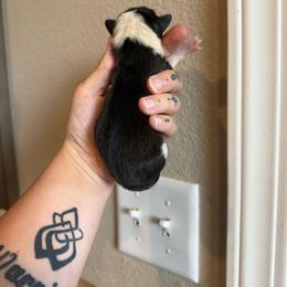 Everest - Black and tan male Pembroke Welsh Corgi puppy in Aberdeen, Washington from Coastal country Farms