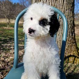 Frodo - Black and white male Bernedoodle puppy in Granton, Wisconsin from Rose River Farms
