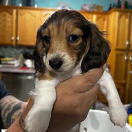 Dachshund puppies from Chelsey Reynolds Tellier