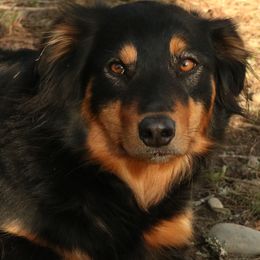 English Shepherds from Boarstead English Shepherds