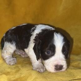 Felix - Liver and white male English Springer Spaniel puppy in Liverpool, Pennsylvania from Breezy Acres Stock & Sporting Dogs