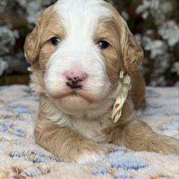 Cream-nemo - Red male Bernedoodle puppy in Yuciapa, California from AlltheDoodlez_
