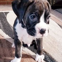 Boxer Puppies from Winchester Boxers