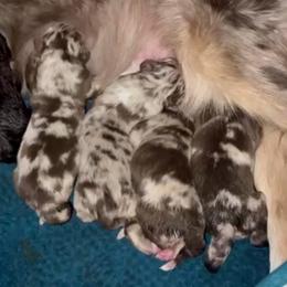 Kiss - Red merle female Australian Shepherd puppy in Piedmont, Oklahoma from HeartDriven Aussies