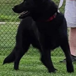 Sweety - German Shepherd