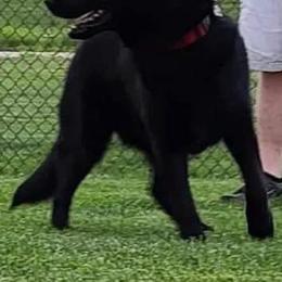 Sweety - German Shepherd