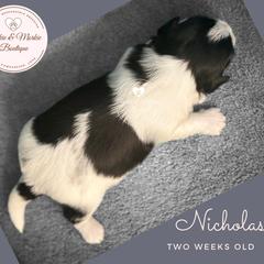 Morkie, Shorkie, and Yorkshire Terrier Puppies from Yorkie and Morkie Boutique