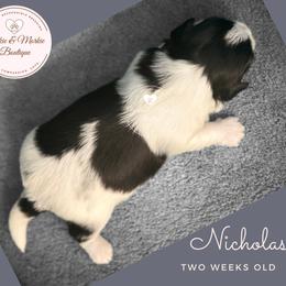 Morkie, Shorkie, and Yorkshire Terrier Puppies from Yorkie and Morkie Boutique