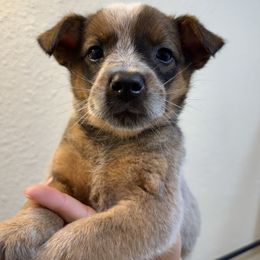 Flame - Red mottled female Australian Cattle Dog puppy in Oberlin, Kansas from Hangin R Kennels