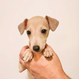 Bo Katan - Fawn female Italian Greyhound puppy in Jacksonville, Alabama from Adornare Kennels