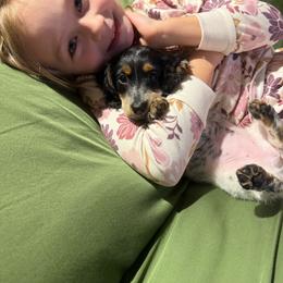 Dior - Piebald female Dachshund puppy in North Fort Myers, Florida from Trust Fund Devil Kennel