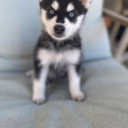 Pomsky Puppies from LittleLoyalzLLC