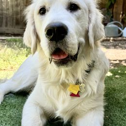 Golden Retriever All Grown Up from Danehy Goldens