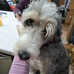 Beauty - Bernedoodle