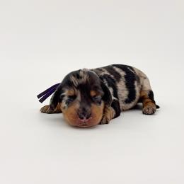 Aspen - Dapple female Dachshund puppy in Waddell, Arizona from Neu Doxies