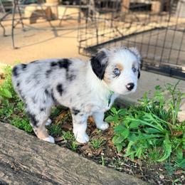 Amore - Blue merle male Australian Shepherd puppy in Plantersville, Texas from Jak Se Auss