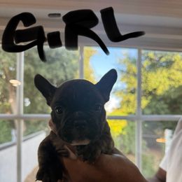 Huda - Brindle female French Bulldog puppy in Whittier, California from West Coast Bullies & Frenchies
