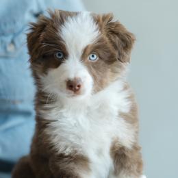 Girl 1 - female Miniature American Shepherd puppy in Verdi, Nevada from EverSummer Minis