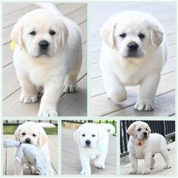 1 MALE AVAILABLE TBD - Yellow male Labrador Retriever puppy in Pasco, Washington from ROCK CREEK LABRADORS