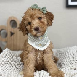 Aura-Green Collar - Red female Bernedoodle puppy in Oak Hills, California from High Desert Doodles