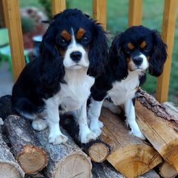 Cavalier King Charles Spaniel Puppies from Annie's Puppies