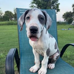 Opal - Harlequin female Great Dane puppy in Rosharon, Texas from Parker's Great Danes