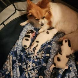 Boy 3 - Fawn and white male Papillon puppy in Bon Aqua, Tennessee from Rene's Papillon