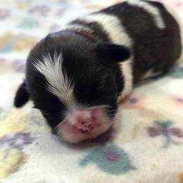 Huckleberry(Huck) - Red and white male Shih Tzu puppy in North Carolina from WillowCreek Mountain View Shih Tzu