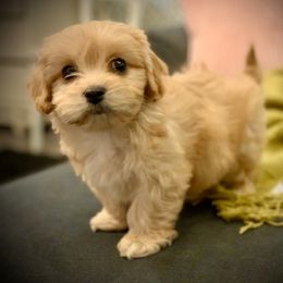 Cavachon, Cavalier King Charles Spaniel, and Cavapoo Puppies from Cavachon Love