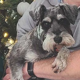 Zoey - Miniature Schnauzer