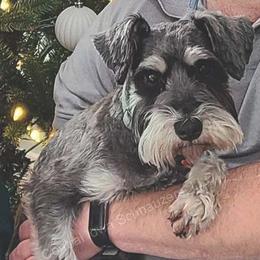 Zoey - Miniature Schnauzer