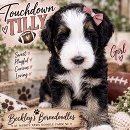 Bernedoodle Puppies from Beckley's Bernedoodles-Muddy Paws Doodle Farm NC LLC